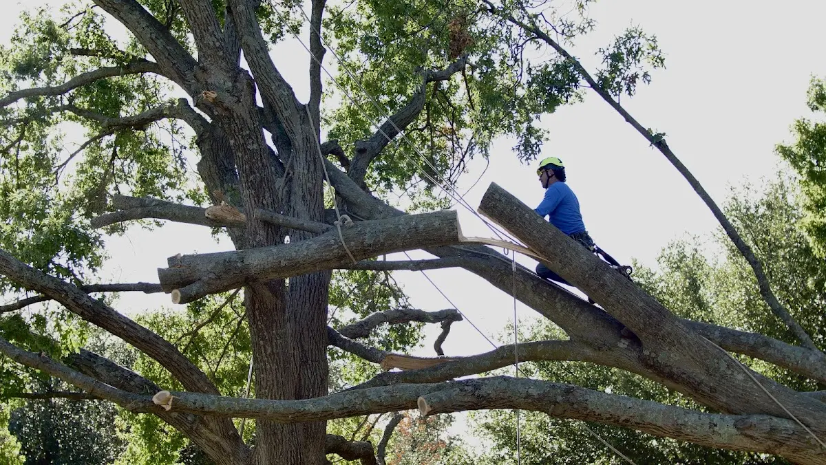 Professional Hazardous Tree Removal performed by certified arborists in Hayes